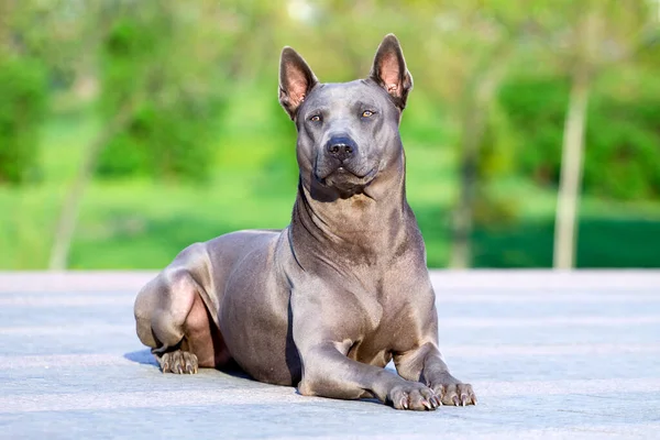 Rhodesian Ridgeback Σκύλος Εξωτερικούς Χώρους — Φωτογραφία Αρχείου