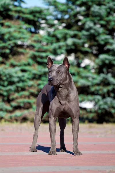 Rhodesian Ridgeback Hund Freien — Stockfoto