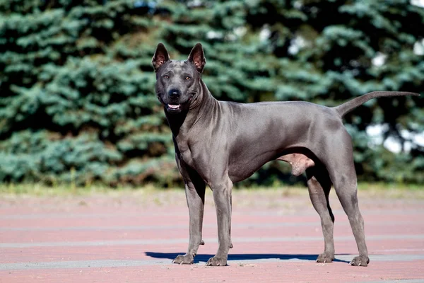 Rhodesian Ridgeback Cão Livre — Fotografia de Stock