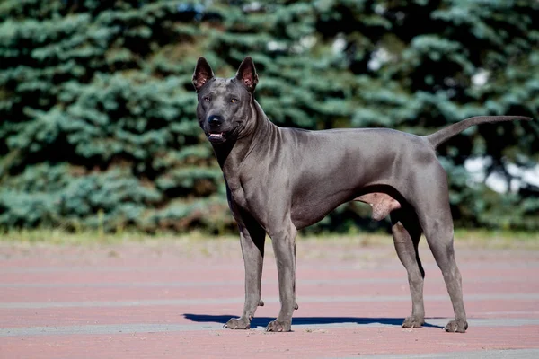 Rhodesian Ridgeback Cane All Aperto — Foto Stock