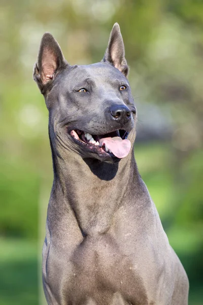 Rhodesian Ridgeback ขกลางแจ — ภาพถ่ายสต็อก