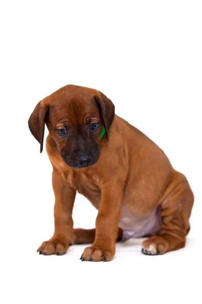 Rhodesian Ridgeback Cachorro Cão Isolado Fundo Branco — Fotografia de Stock