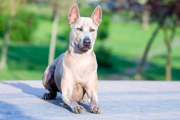 Rhodesian Ridgeback Hund Freien — Stockfoto