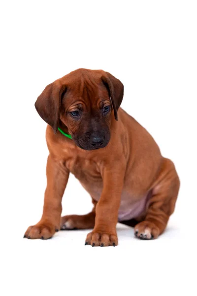 Rhodesian Ridgeback Hond Puppy Geïsoleerd Witte Achtergrond — Stockfoto