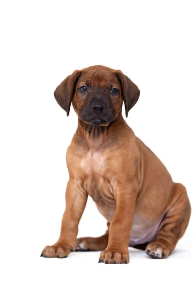 Rhodesian Ridgeback Cachorro Cão Isolado Fundo Branco — Fotografia de Stock