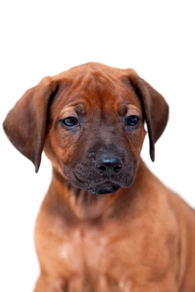 Rhodesian Ridgeback Kutya Kiskutya Elszigetelt Fehér Háttér — Stock Fotó