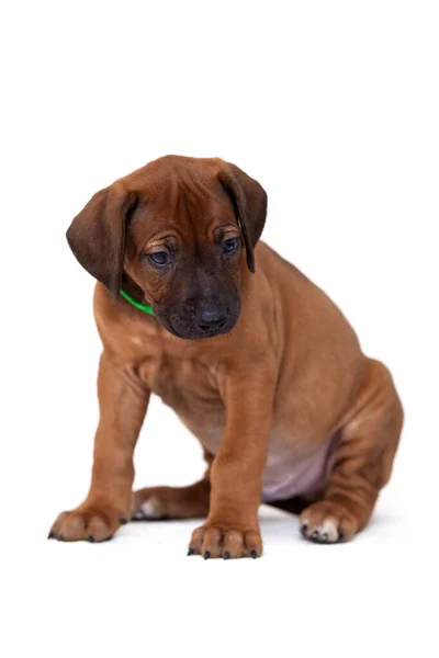 Rhodesian Ridgeback Hond Puppy Geïsoleerd Witte Achtergrond — Stockfoto