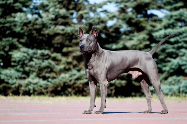 ローデシアのリッジバック犬屋外 — ストック写真