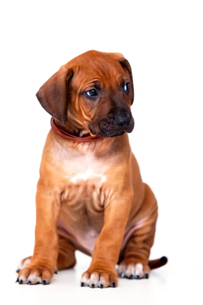 Rhodesian Ridgeback Σκυλάκι Απομονωμένο Λευκό Φόντο — Φωτογραφία Αρχείου