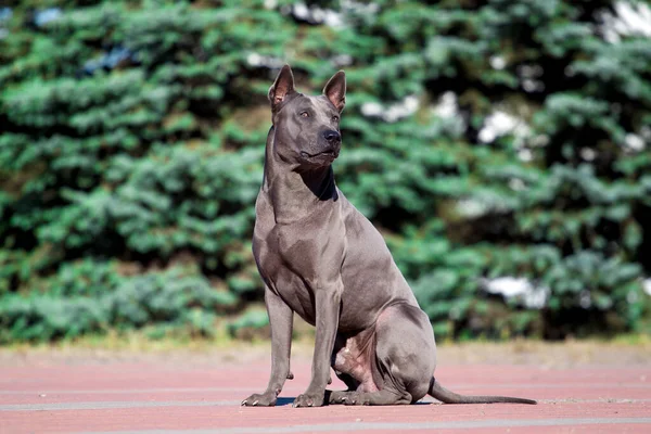 Rhodesian Ridgeback Perro Aire Libre — Foto de Stock