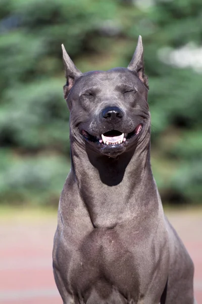 ローデシアのリッジバック犬屋外 — ストック写真