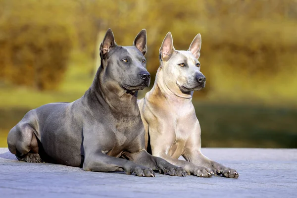 Rodéziai Ridgeback Kutyák Szabadban — Stock Fotó