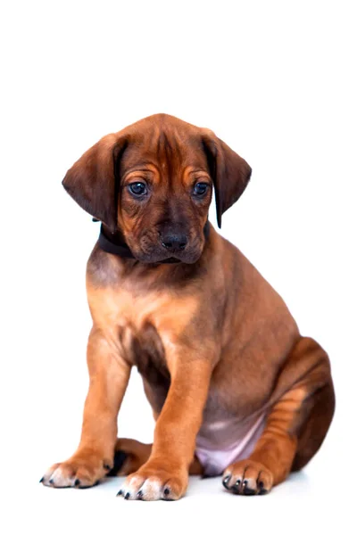 Rhodesian Ridgeback Σκυλάκι Απομονωμένο Λευκό Φόντο — Φωτογραφία Αρχείου