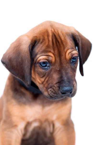 Rodezya Sırtlı Köpek Yavrusu Beyaz Arka Planda Izole Edilmiş — Stok fotoğraf