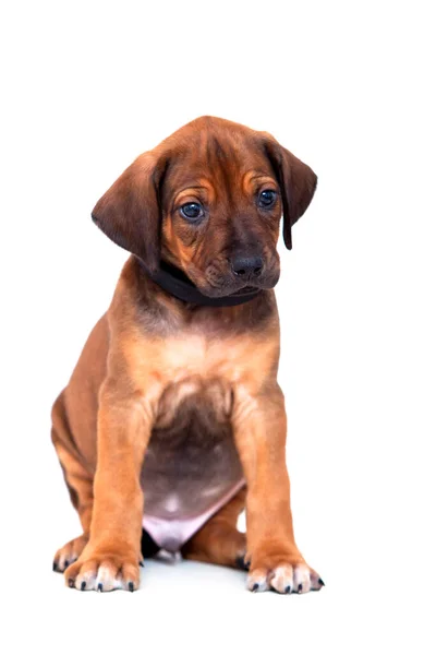 Rhodesian Ridgeback Σκυλάκι Απομονωμένο Λευκό Φόντο — Φωτογραφία Αρχείου