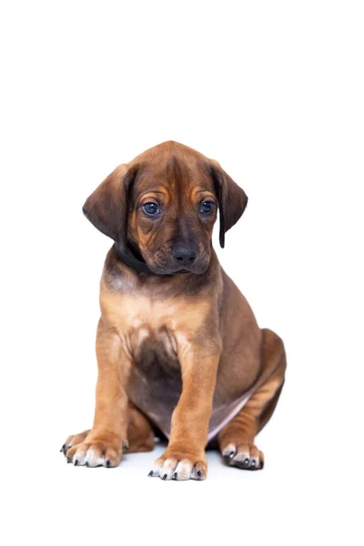 Rhodesian Ridgeback Cachorro Cão Isolado Fundo Branco — Fotografia de Stock