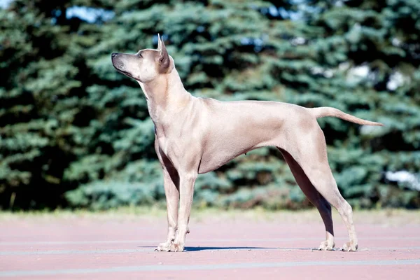 罗得西亚脊背犬户外 — 图库照片