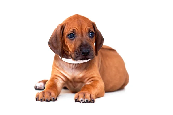 Rhodesian Ridgeback Cachorro Cão Isolado Fundo Branco — Fotografia de Stock