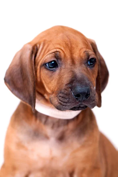 Rhodesian Ridgeback Σκυλάκι Απομονωμένο Λευκό Φόντο — Φωτογραφία Αρχείου