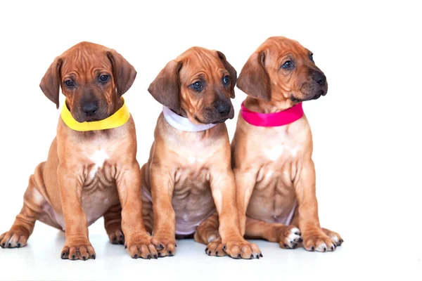 Bavarian Mountain Scent Hound Filhotes Cachorro Fundo Branco — Fotografia de Stock