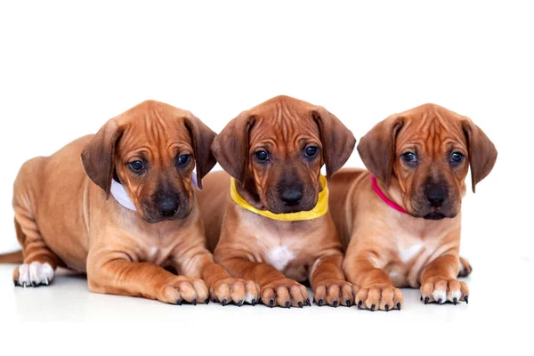 Bavarian Mountain Scent Hound Filhotes Cachorro Fundo Branco — Fotografia de Stock