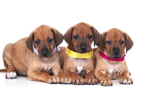 Bavarian Mountain Scent Hound Filhotes Cachorro Fundo Branco — Fotografia de Stock