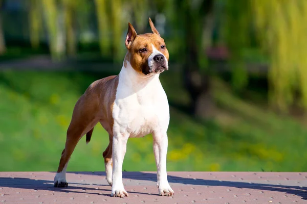 Αμερικανική Staffordshire Terrier Σκύλος Υπαίθρια — Φωτογραφία Αρχείου