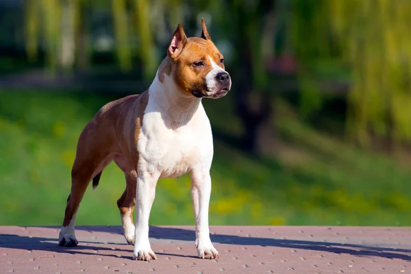 American Staffordshire Terrier Pies Świeżym Powietrzu — Zdjęcie stockowe