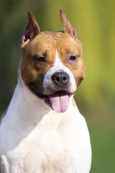 American Staffordshire Terrier Câine Aer Liber — Fotografie, imagine de stoc