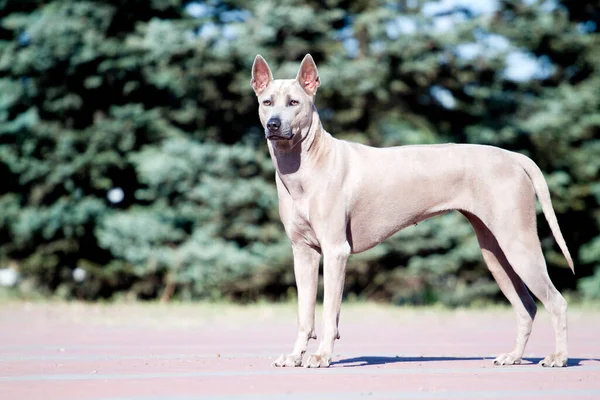 Rhodesian Ridgeback Cane All Aperto — Foto Stock