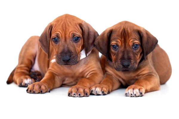 Bavarian Mountain Scent Hound Filhotes Cachorro Fundo Branco — Fotografia de Stock