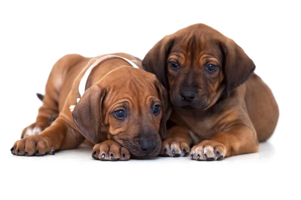 Bavarian Mountain Scent Hound Filhotes Cachorro Fundo Branco — Fotografia de Stock