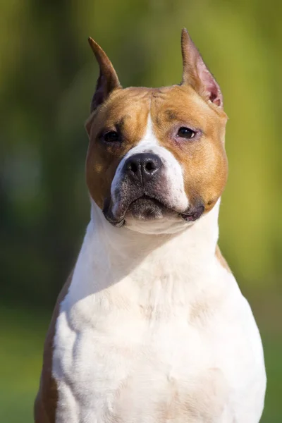 American Staffordshire Terrier Hund Freien — Stockfoto