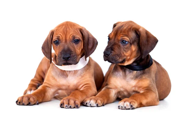 Bavarian Mountain Scent Hound Filhotes Cachorro Fundo Branco — Fotografia de Stock