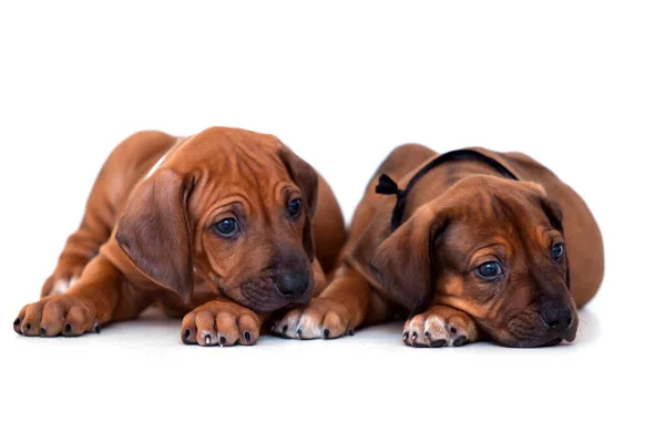 Bavarian Mountain Scent Hound Filhotes Cachorro Fundo Branco — Fotografia de Stock