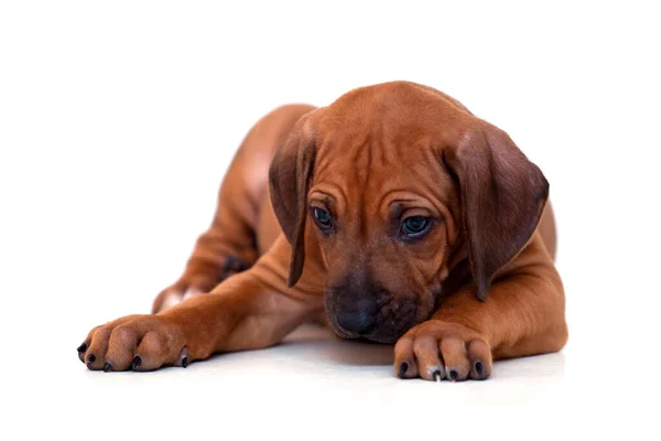 Rhodesian Ridgeback Cachorro Cão Isolado Fundo Branco — Fotografia de Stock