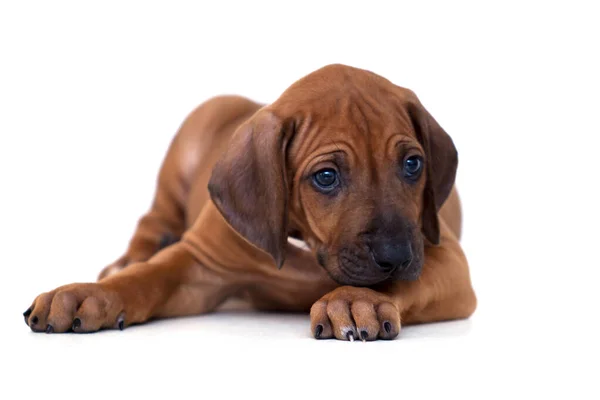 Rhodesian Ridgeback Kutya Kiskutya Elszigetelt Fehér Háttér — Stock Fotó