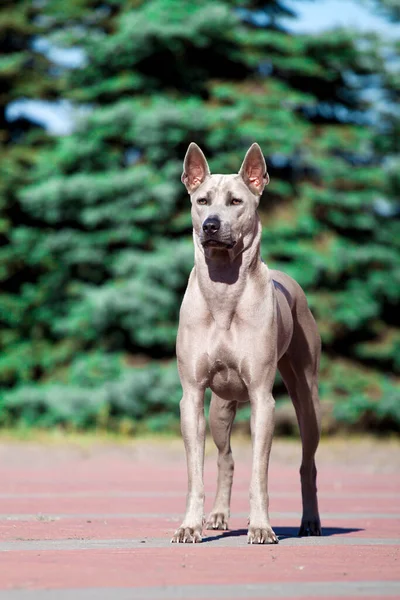 Chien Rhodésien Ridgeback Extérieur — Photo