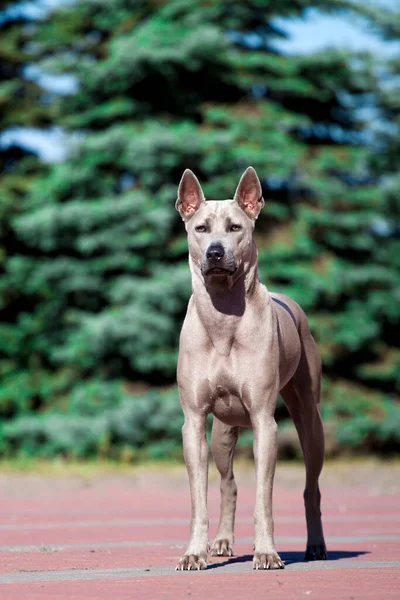 Chien Rhodésien Ridgeback Extérieur — Photo