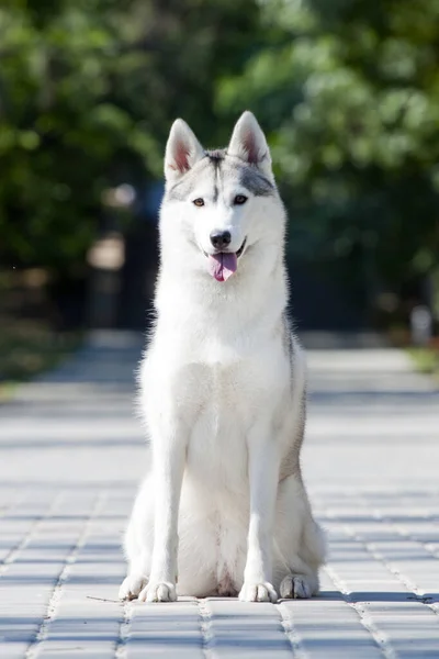 Rozkošný Sibiřský Husky Pes Venku — Stock fotografie