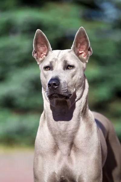 ローデシアのリッジバック犬屋外 — ストック写真