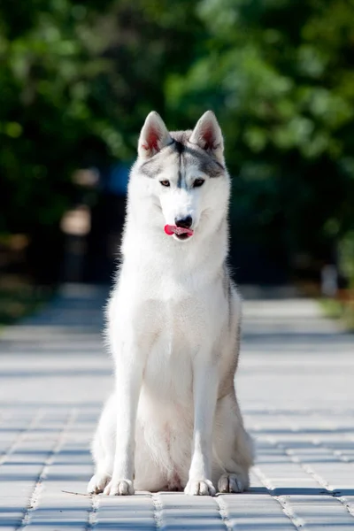 Bedårande Sibirisk Husky Hund Utomhus — Stockfoto