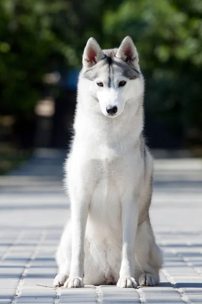 Schattige Siberische Husky Hond Buiten — Stockfoto