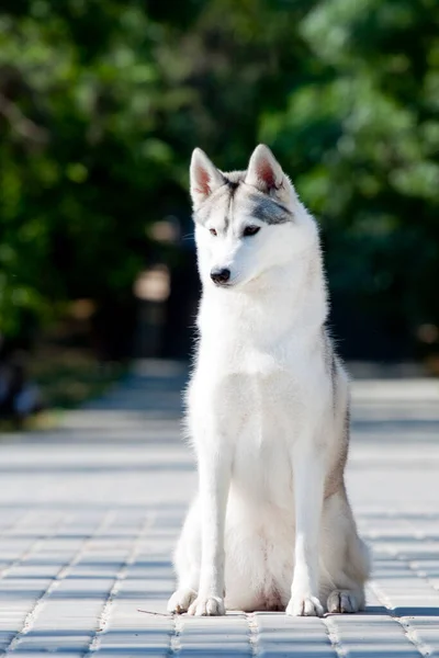 Rozkošný Sibiřský Husky Pes Venku — Stock fotografie