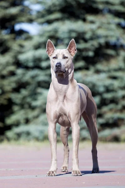 Rhodéský Ridgeback Pes Venku — Stock fotografie