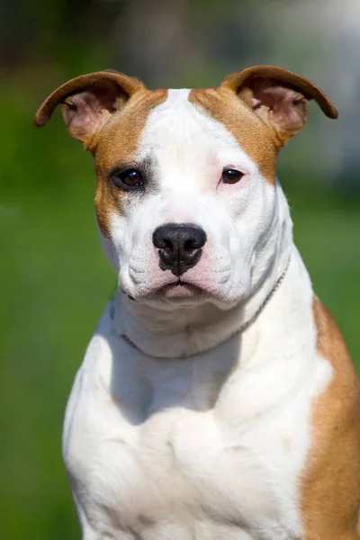 American Staffordshire Terrier Cão Livre — Fotografia de Stock