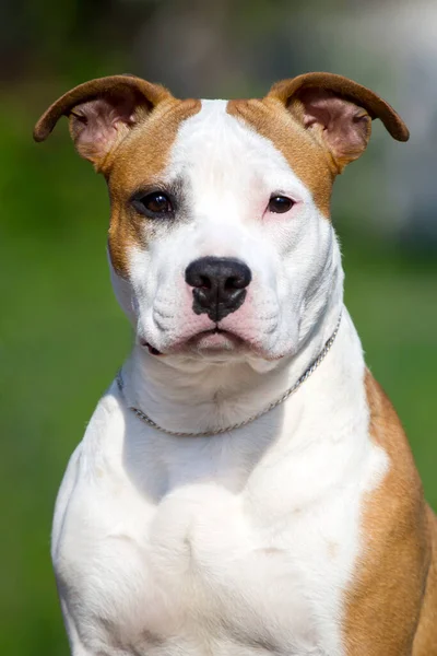 American Staffordshire Terrier Pies Świeżym Powietrzu — Zdjęcie stockowe