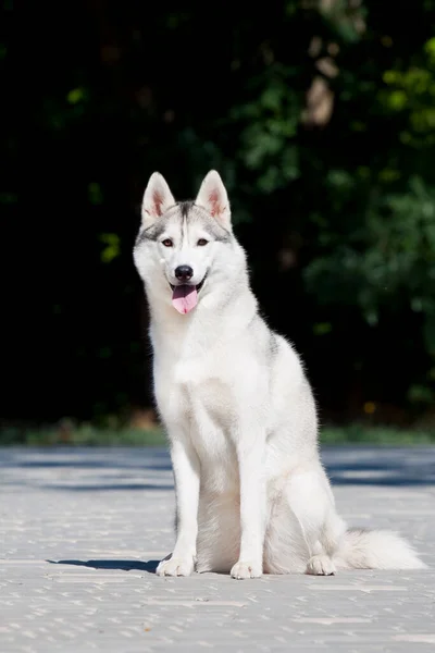 Bedårande Sibirisk Husky Hund Utomhus — Stockfoto