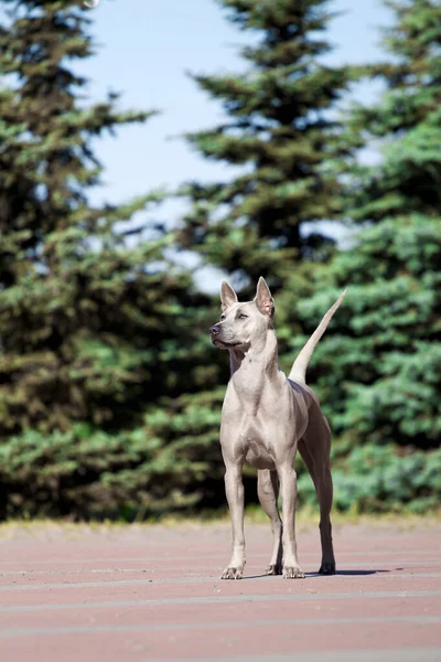 Rhodesian Ridgeback Hund Freien — Stockfoto