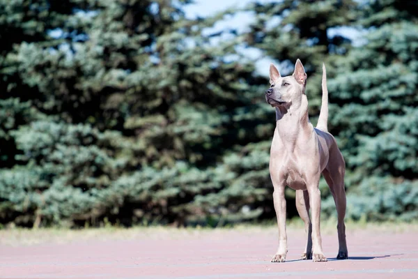 Rhodesian Ridgeback Cane All Aperto — Foto Stock